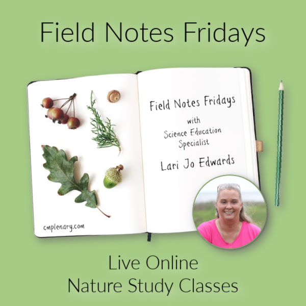Field Notes Fridays with Lari Jo Edwards