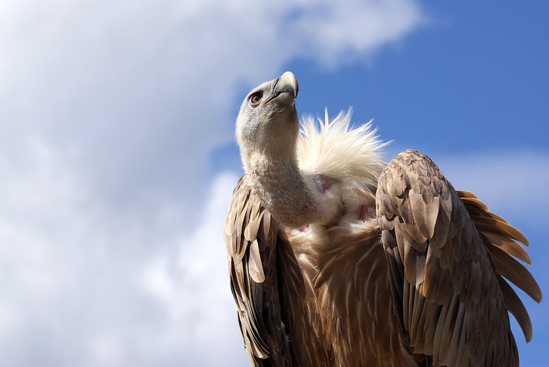 Griffon Vulture. Photo by Jean-Raphaël Guillaumin.